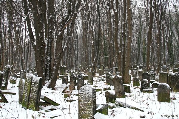 cmentarz żydowski w warszawie