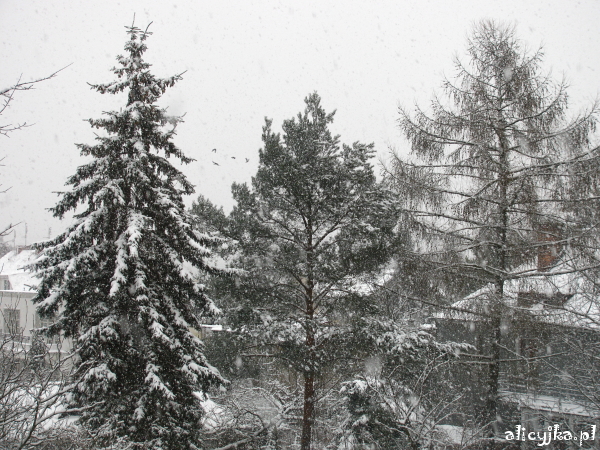 śnieżyca