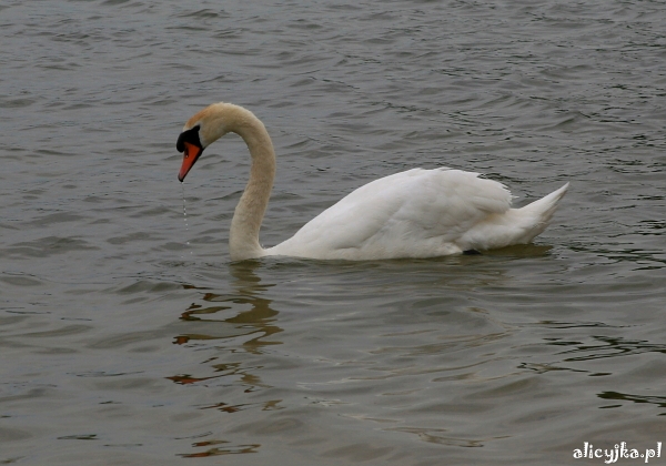 łabędź