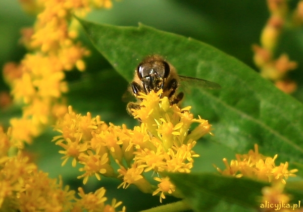 pszczółka